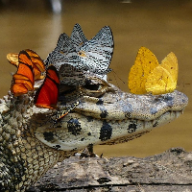 User profile picture